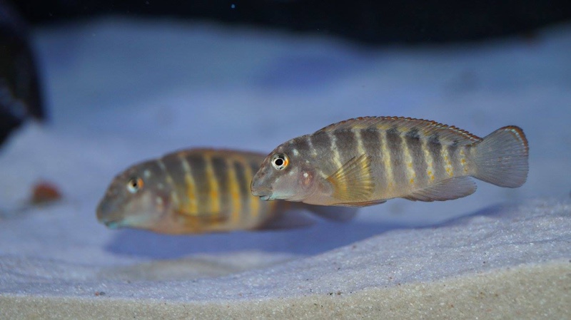 Eretmodus marksmithi 'Mzungu Beach'